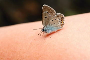 Little blue butterfly
