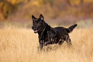 Big black dog running in fall