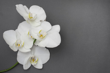 Fototapeta na wymiar romantic branch of white orchid on gray background.