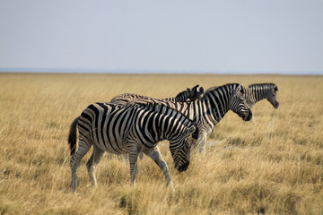 stado zebr stojących w rzędzie wśród pożółkłych traw afrykańskiej sawanny