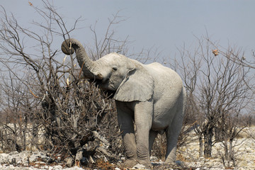 afrykański słoń w naturalnym środowisku z trąbą podniesioną do góry stojący wśród nagich konarów drzew - obrazy, fototapety, plakaty