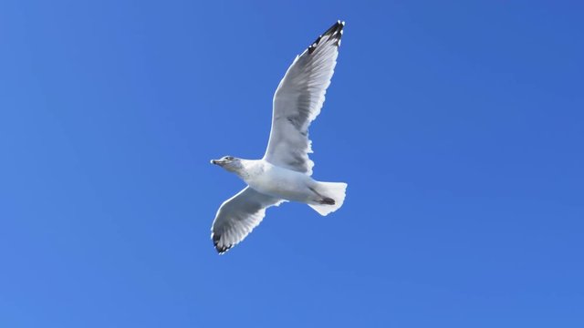 slow motion shot of a seagull flying to the left above a fishing boat at portland, maine