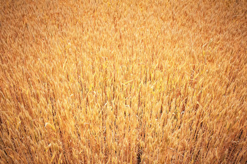 Gold wheat field