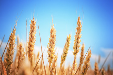 Obraz premium Gold wheat field
