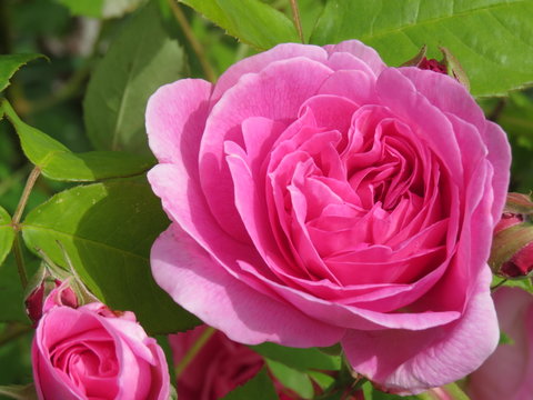 Large Pink Roses In Garden, Denman Island, BC, Canada