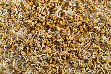 Fresh germinated wheat seeds