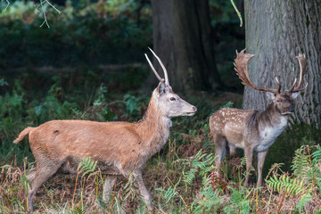 The deer of Richmond park, during the time of heat is a spectacle worth seeing with its great antlers ....