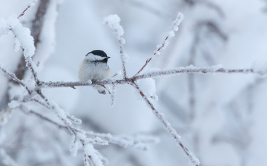 Black-capped Chickadee