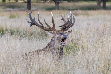 The deer of Richmond park, during the time of heat is a spectacle worth seeing with its great antlers ....