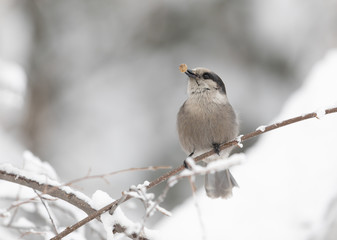 Gray Jay