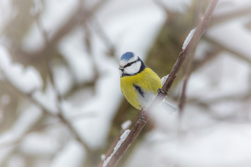 Blue tit on branch in winter birds birdwatching