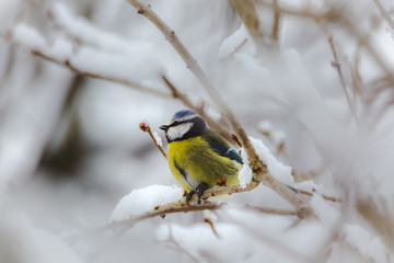 Blue tit on branch in winter birds birdwatching