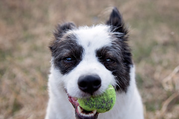 Small dog with ball