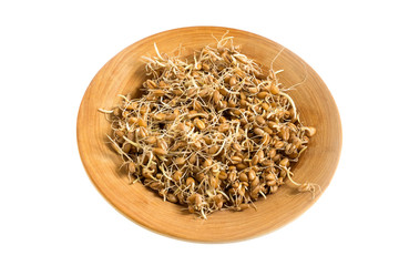 Fresh germinated wheat seeds on plate on white background