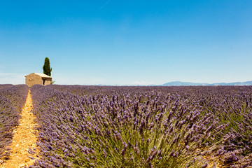 Panoramic view of lavender fields with lonely house in Provence, France - 193046755
