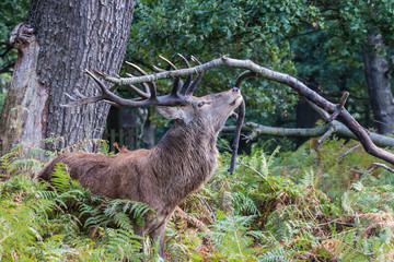 The deer of Richmond park, during the time of heat is a spectacle worth seeing with its great antlers ....