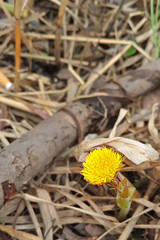 цветок одуванчика весной, выглядывающий из-под старой травы 