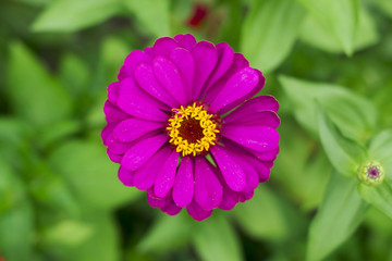 purple flower