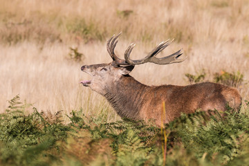 The deer of Richmond park, during the time of heat is a spectacle worth seeing with its great antlers ....