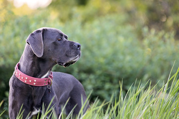 Big Grey Dog in Profile
