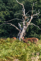 Naklejka na ściany i meble The deer of Richmond park, during the time of heat is a spectacle worth seeing with its great antlers ....