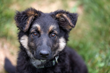 German Shepherd Puppy 