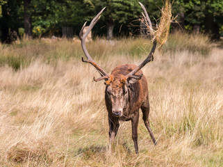 The deer of Richmond park, during the time of heat is a spectacle worth seeing with its great...