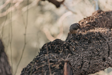 Bird Arizona Botanical Garden