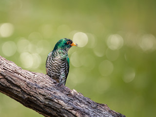 Asian Emerald Cuckoo (Chrysococcyx maculatus) Cactus Emerald is native to the tropical evergreen forests of northern India, southern China, and northern Thailand.