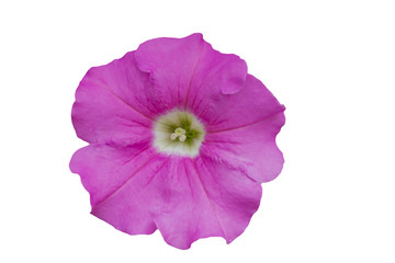 Naklejka premium pink flower