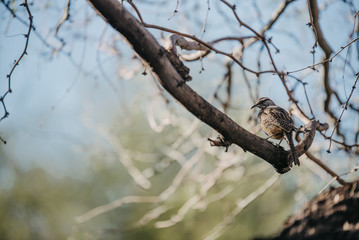 Bird Arizona Botanical Garden