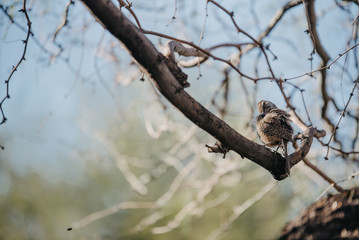 Bird Arizona Botanical Garden