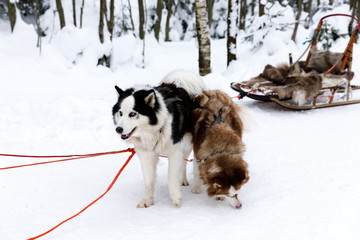 Sled dogs Siberian Husky in harness