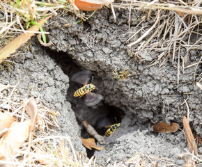 Wasps fly into their nest. Mink with an aspen nest. Underground