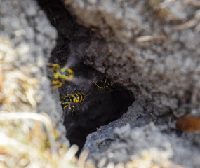 Wasps fly into their nest. Mink with an aspen nest. Underground