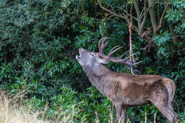 The deer of Richmond park, during the time of heat is a spectacle worth seeing with its great antlers ....