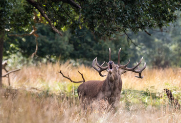 The deer of Richmond park, during the time of heat is a spectacle worth seeing with its great antlers ....