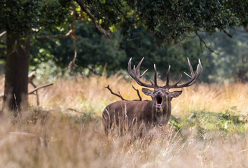 Naklejka na ściany i meble The deer of Richmond park, during the time of heat is a spectacle worth seeing with its great antlers ....