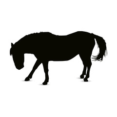 Silhouette of playing horse.