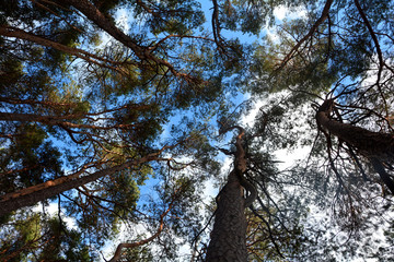 Baumkronen unter blauem Himmel                     