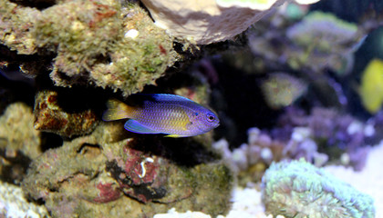 Yellow tail damsel fish  