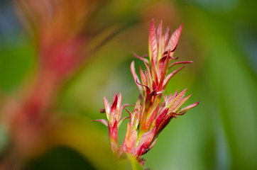 Photinia Red Robin