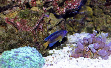 Yellow tail damsel fish  