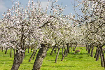Fototapeta premium Mandelblüte Mallorca