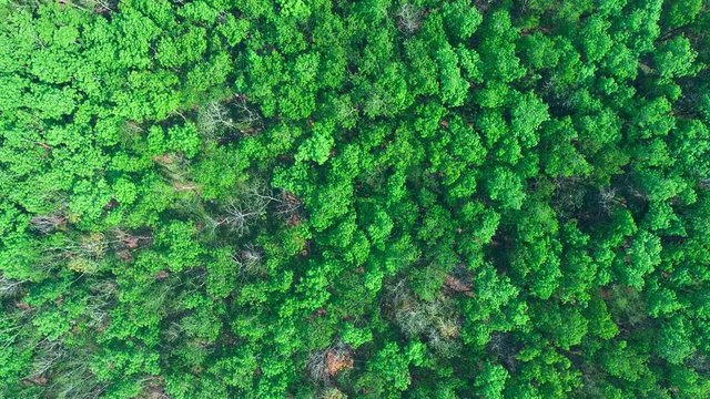 aerial drone shot : fly down over rubber fields 