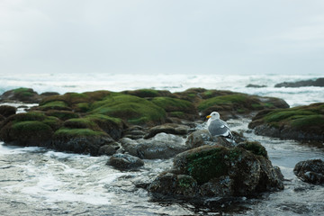 Solitary sea gull perched on coastal rock