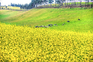 Yellow flowers on a field and cows in the background, high up in the Andes mountains, Cayambe, Ecuador
