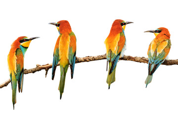 birds painted in bright colors sitting on a branch