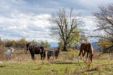 Herd of horses grazing on green meadow