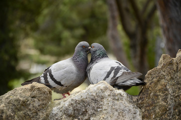 Pigeons in love
